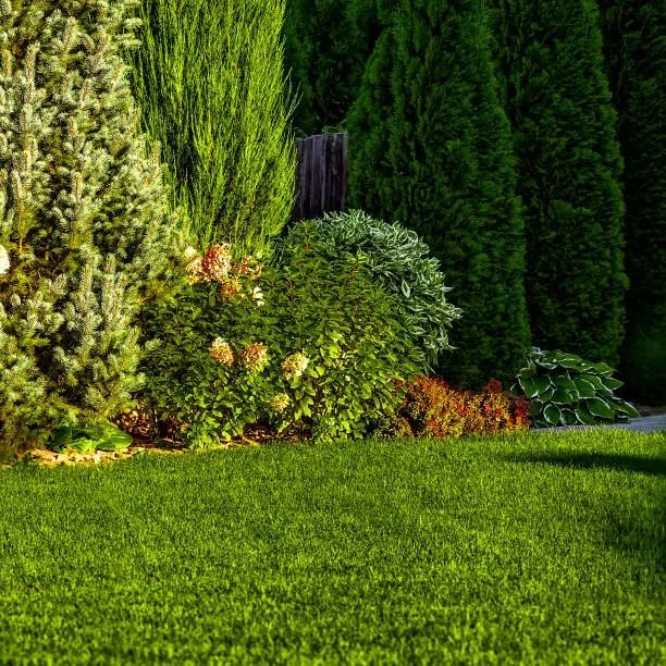 Beautiful lawn